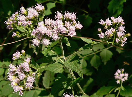 image of Fleischmannia incarnata, Pink Thoroughwort, Pink Eupatorium