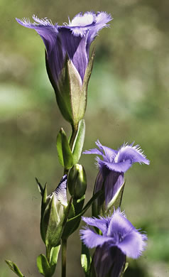 image of Gentianopsis crinita, Eastern Fringed Gentian, Greater Fringed Gentian