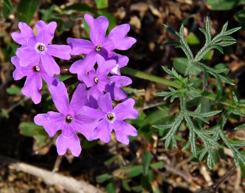 image of Glandularia aristigera, Moss Vervain, South American Vervain, Moss Verbena