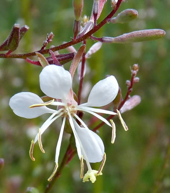 image of Oenothera filipes, Threadstalk Gaura, Slenderstalk Beeblossom