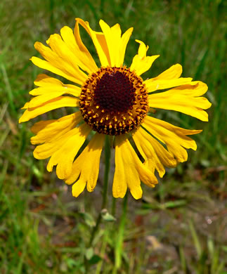 Littleleaf Sneezeweed