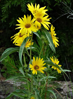 image of Helianthus maximilianii, Maximilian Sunflower