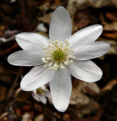 Hepatica acutiloba, Sharp-lobed Hepatica, Sharp-lobed Liverleaf