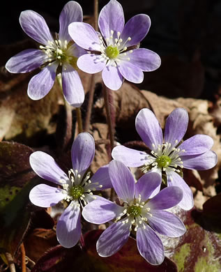 image of Hepatica americana, Round-lobed Hepatica, Round-lobed Liverleaf