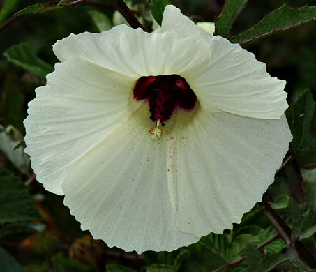 image of Hibiscus aculeatus, Savanna Hibiscus, Comfort-root, Pineland Hibiscus