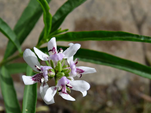 Justicia americana, American Water-willow