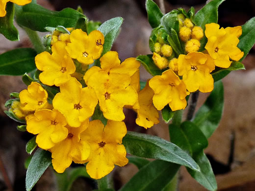 image of Lithospermum canescens, Hoary Puccoon, Indian-paint