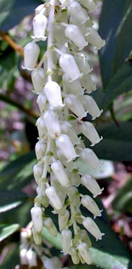 image of Leucothoe fontanesiana, Mountain Doghobble, Highland Doghobble, Switch-ivy