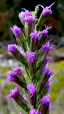 image of Liatris microcephala, Narrowleaf Blazing-star, Smallhead Blazing-star