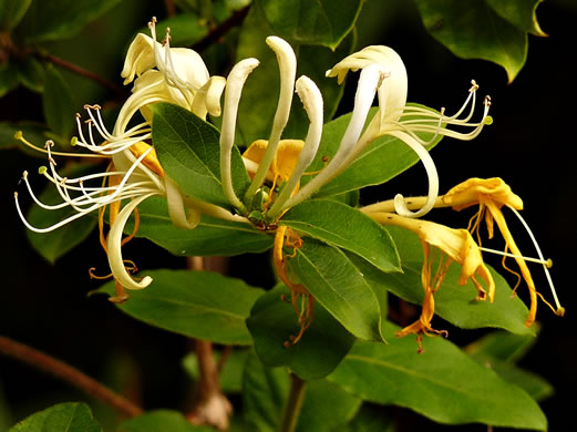 image of Lonicera japonica, Japanese Honeysuckle