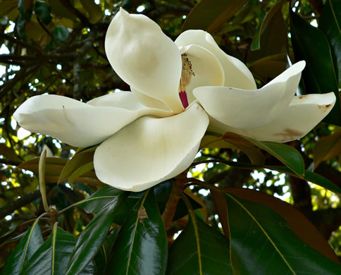 image of Magnolia grandiflora, Southern Magnolia, Bull Bay