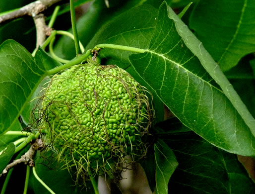 image of Maclura pomifera, Osage-orange, Hedge-apple, Bow-wood