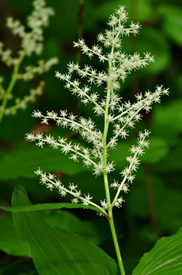 image of Maianthemum racemosum, False Solomon's Seal, Eastern Solomon's Plume, May-plume