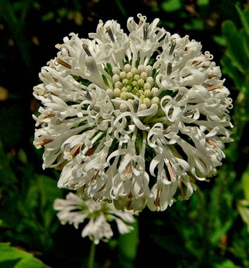 image of Marshallia obovata var. obovata, Piedmont Barbara's-buttons, Spoon-leaved Barbara's-buttons, Spoon-shaped Barbara's-buttons