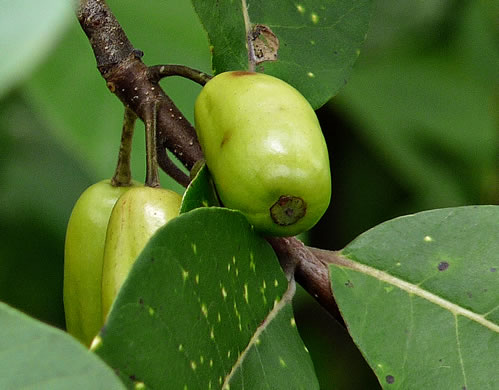 image of Nyssa ogeche, Ogeechee Tupelo, Ogeechee Lime, Ogeechee Plum