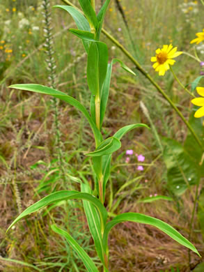 image of Solidago riddellii, Riddell's Goldenrod