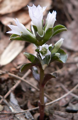 image of Obolaria virginica, Pennywort, Virginia Pennywort