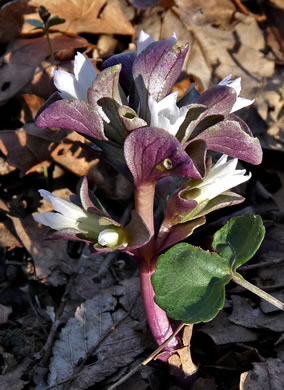 image of Obolaria virginica, Pennywort, Virginia Pennywort