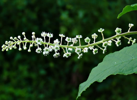 image of Phytolacca americana, Common Pokeweed, Poke