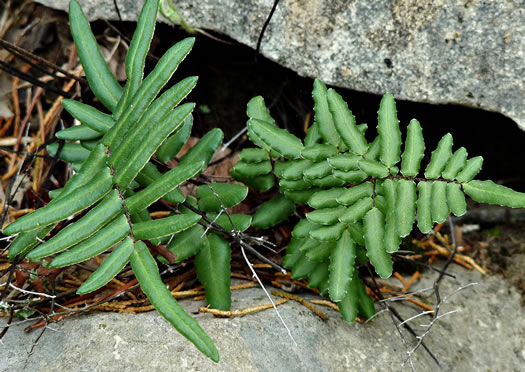 image of Pellaea atropurpurea, Purple Cliffbrake