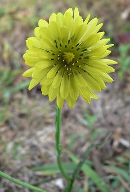 image of Pyrrhopappus carolinianus, Carolina False-dandelion, Carolina Desert-chicory