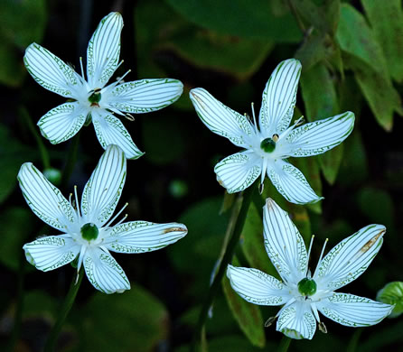 image of Parnassia grandifolia, Bigleaf Grass-of-Parnassus, Limeseep Parnassia