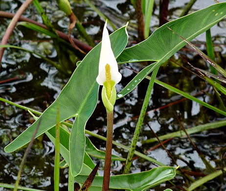 image of Peltandra sagittifolia, White Arrow-arum, White Arum, Spoonflower