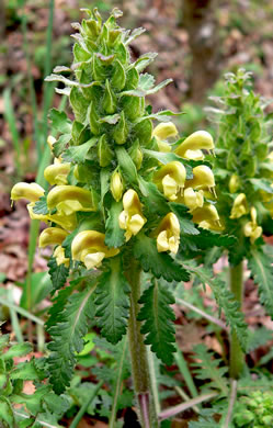 image of Pedicularis canadensis, Wood-betony, Eastern Lousewort, Fernleaf, Canadian Lousewort