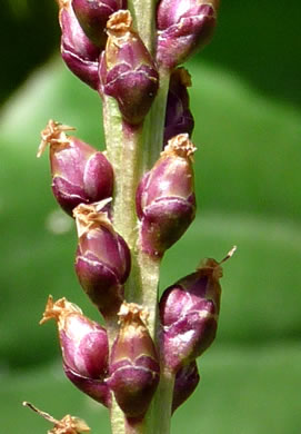 image of Plantago cordata, Heartleaf Plantain, King-root