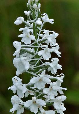 image of Platanthera nivea, Snowy Orchid, Bog-spike