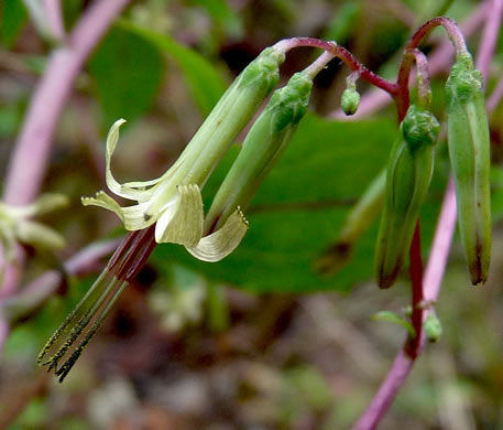 Nabalus altissimus, Tall Rattlesnake-root, Tall White Lettuce