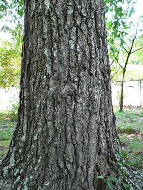 image of Quercus falcata, Southern Red Oak, Spanish Oak