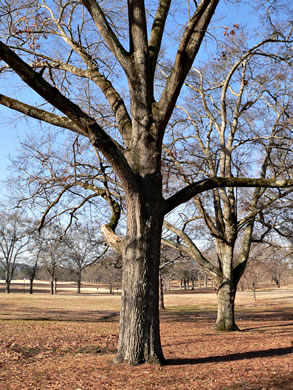 image of Quercus imbricaria, Shingle Oak