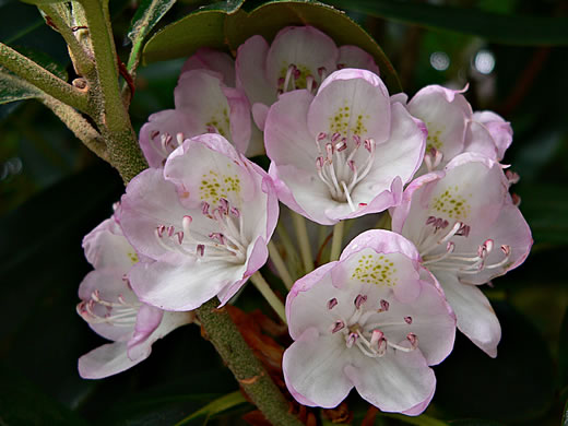 image of Rhododendron maximum, Rosebay Rhododendron, Great Laurel, White Rosebay, Great Rhododendron