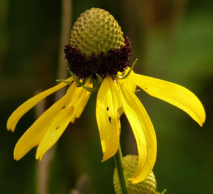 image of Ratibida pinnata, Grey-headed Coneflower, Globular Prairie Coneflower, Drooping Coneflower