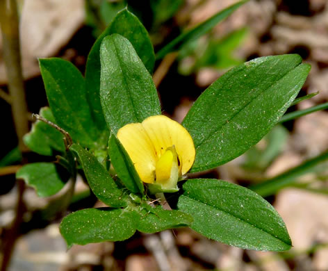 image of Stylosanthes biflora, Pencil-flower, Sidebeak Pencil-flower