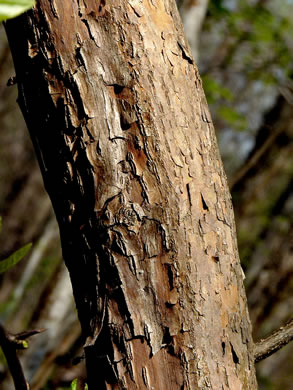 image of Sideroxylon lycioides, Buckthorn Bumelia, Buckthorn Bully, Carolina Buckthorn