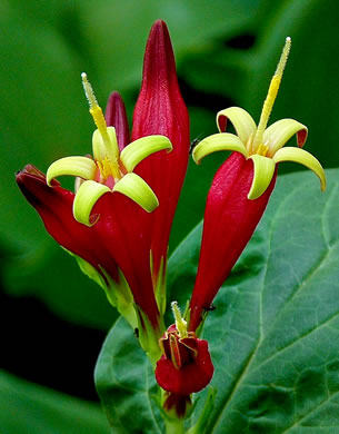 image of Spigelia marilandica, Indian-pink, Woodland Pinkroot, Wormgrass