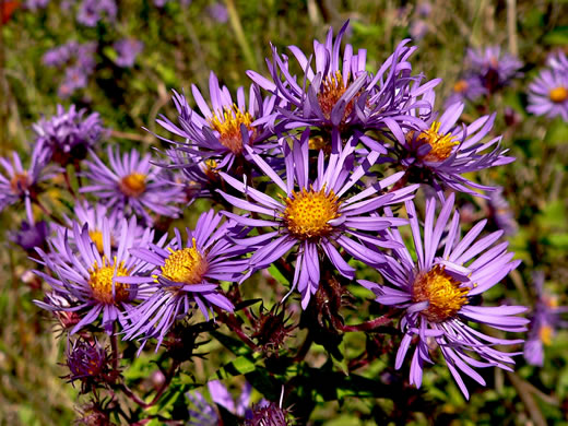 image of Symphyotrichum novae-angliae, New England Aster, Michaelmas-daisy