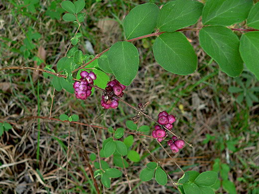 image of Symphoricarpos orbiculatus, Coralberry, Indian Currant, Buckbrush