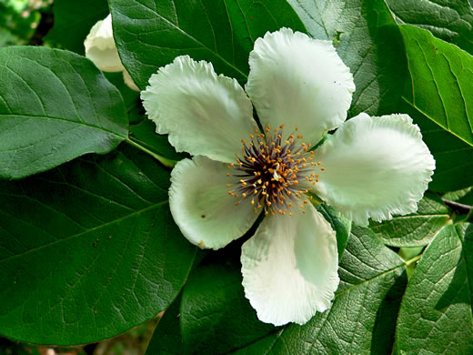 Stewartia ovata, Mountain Camellia, Mountain Stewartia