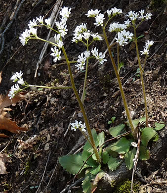 image of Micranthes virginiensis, Early Saxifrage