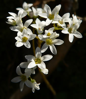 image of Micranthes virginiensis, Early Saxifrage