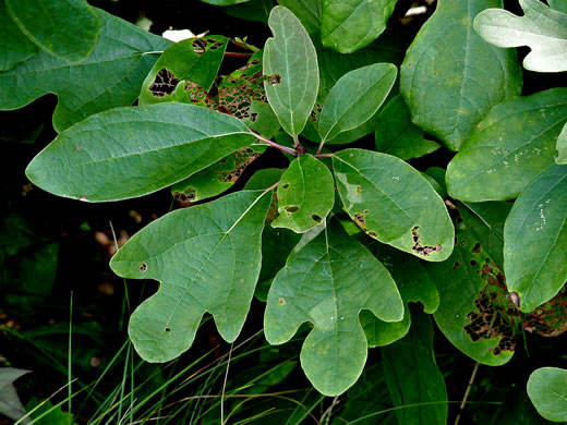 image of Sassafras albidum, Sassafras