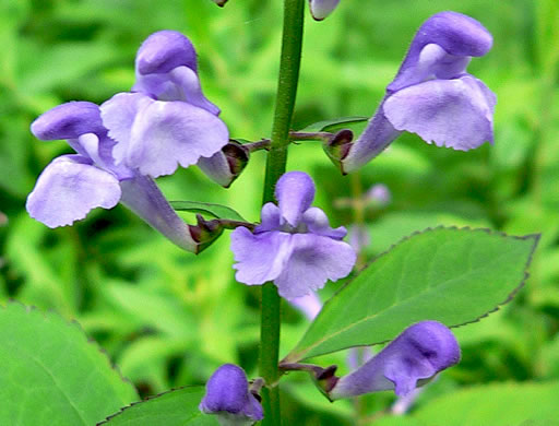 image of Scutellaria serrata, Showy Skullcap, Serrate Skullcap