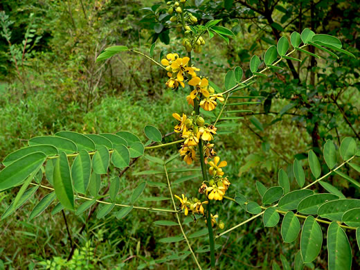 image of Senna marilandica, Maryland Wild Senna, Maryland Senna