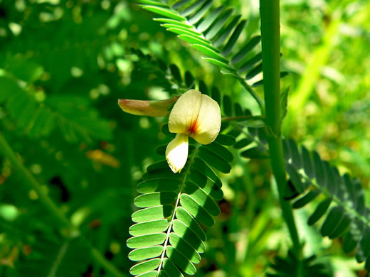 image of Sesbania herbacea, Bigpod Sesbania, Coffee-weed, Indigo-weed, Hemp Sesbania