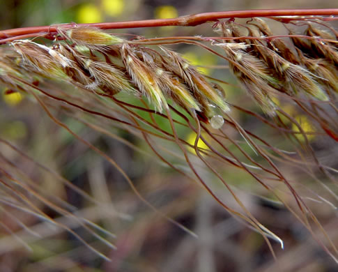 Sorghastrum secundum, Lopsided Indiangrass