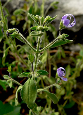 image of Trichostema dichotomum, Common Blue Curls, Forked Blue Curls