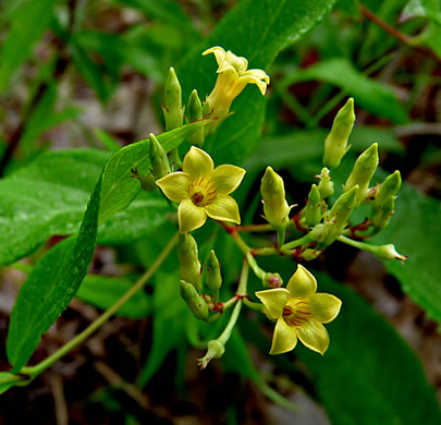 Climbing Dogbane